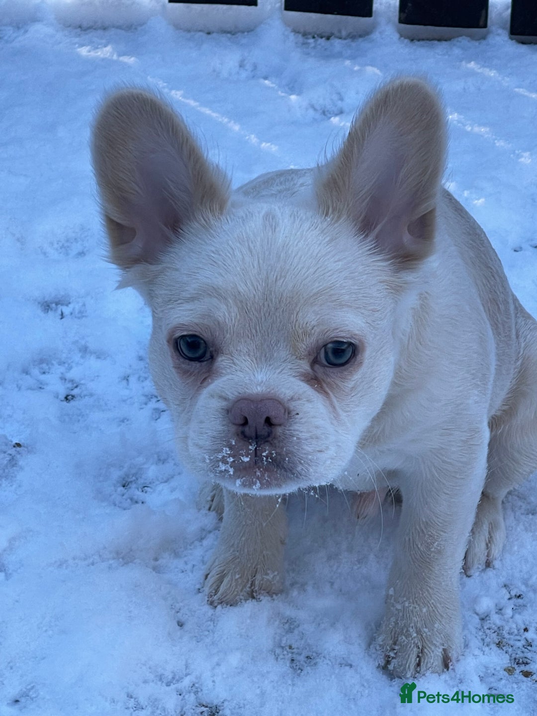 French Bulldog dogs for sale: Fluffy French bulldog called Louie  - Advert 3
