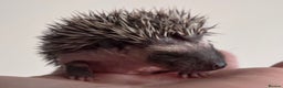 Pygmy Hedgehog rodents for sale: Girls Boys Ethically Bred African Pygmy Hedgehogs - Advert 11