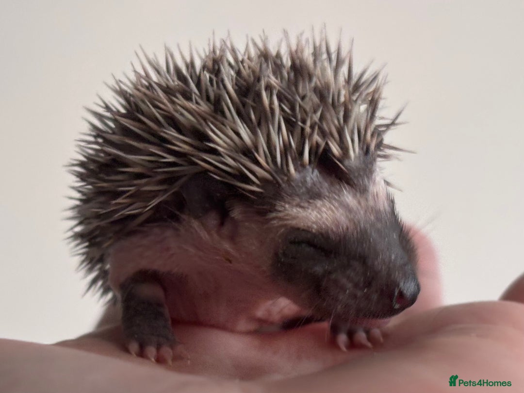 Pygmy Hedgehog rodents for sale: Girls Boys Ethically Bred African Pygmy Hedgehogs - Advert 11