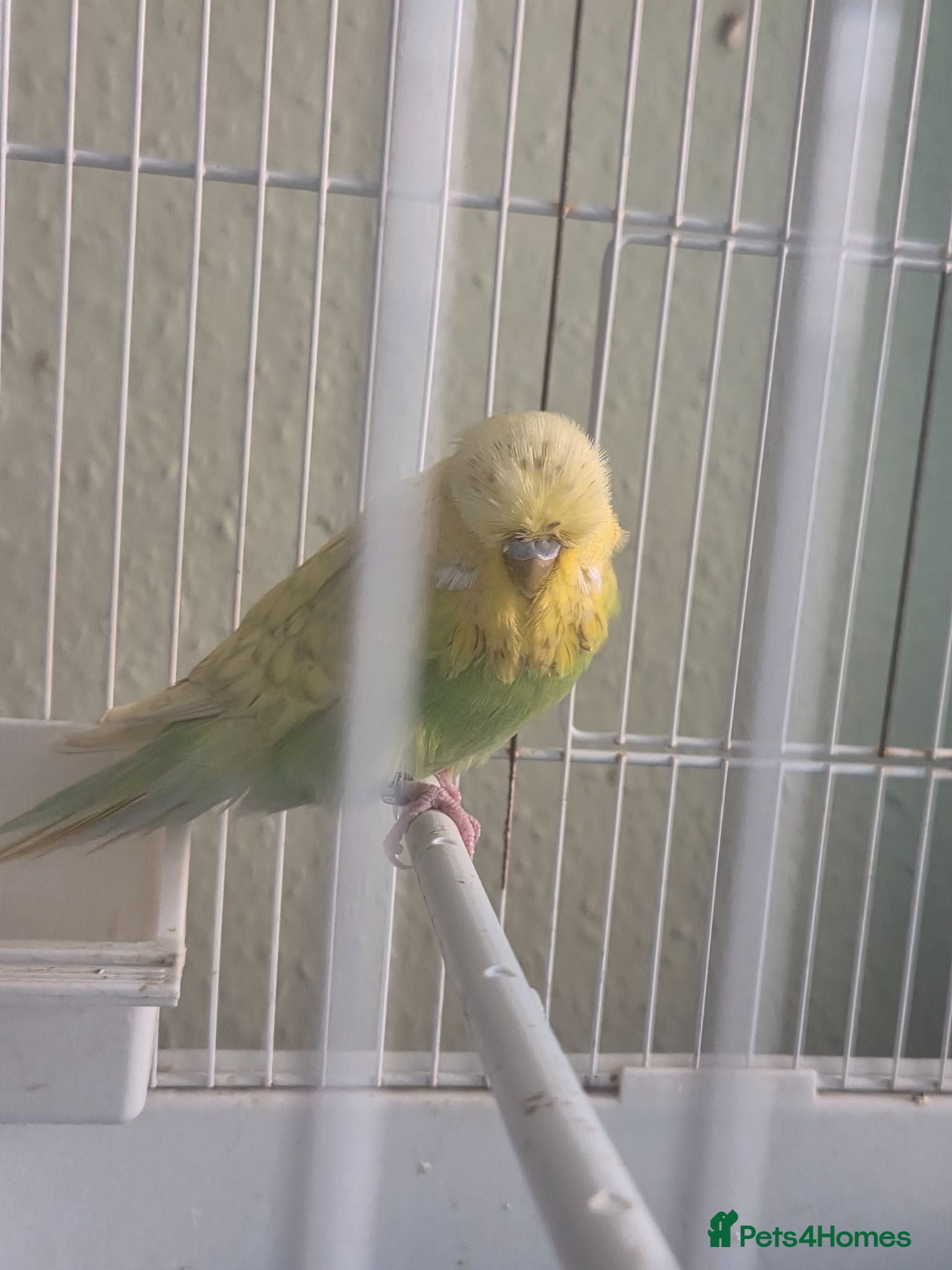 Budgerigars birds Exhibition budgie show budgie  - Advert 1