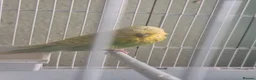 Budgerigars birds for sale: Exhibition budgie show budgie  in Birmingham - Advert 1