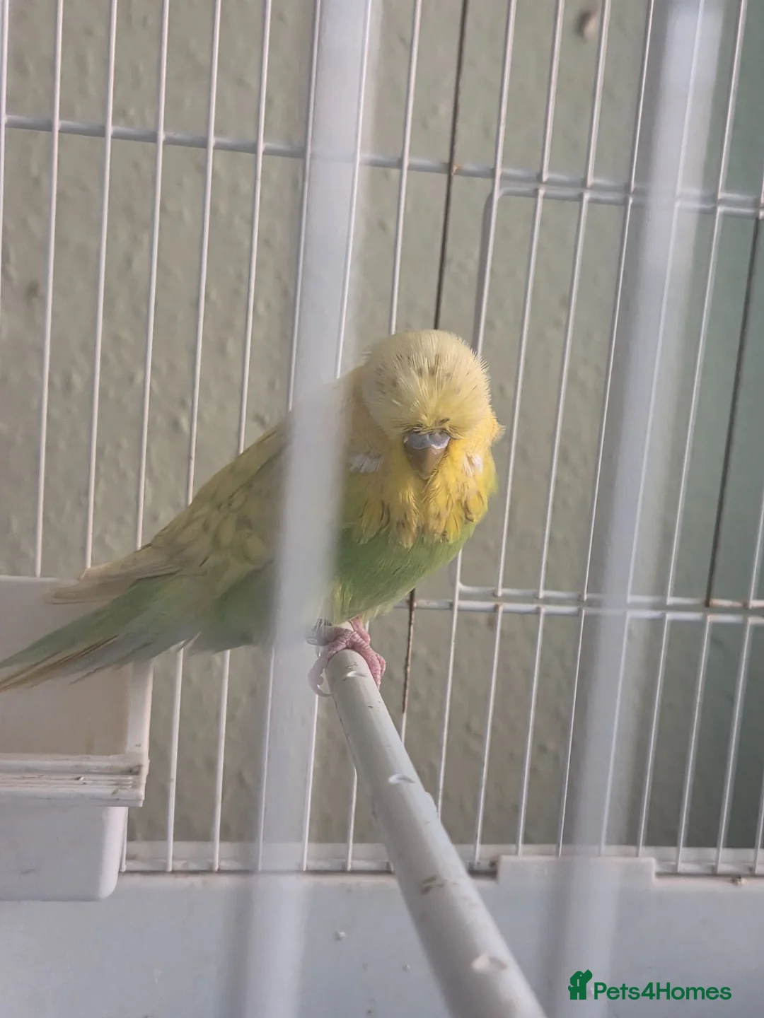 Budgerigars birds for sale: Exhibition budgie show budgie  in Birmingham - Advert 1
