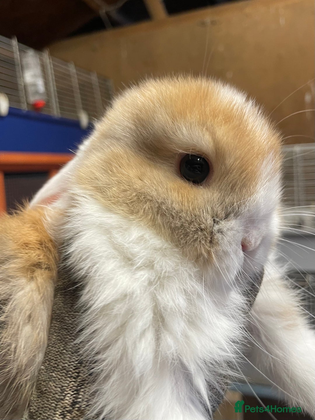 Mini Lop rabbits for sale: Extra Special Mini Lop Babies Bunnies  - Advert 10