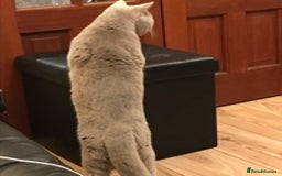 British Shorthair cats for stud: STUD ONLY in Huddersfield - Image 6