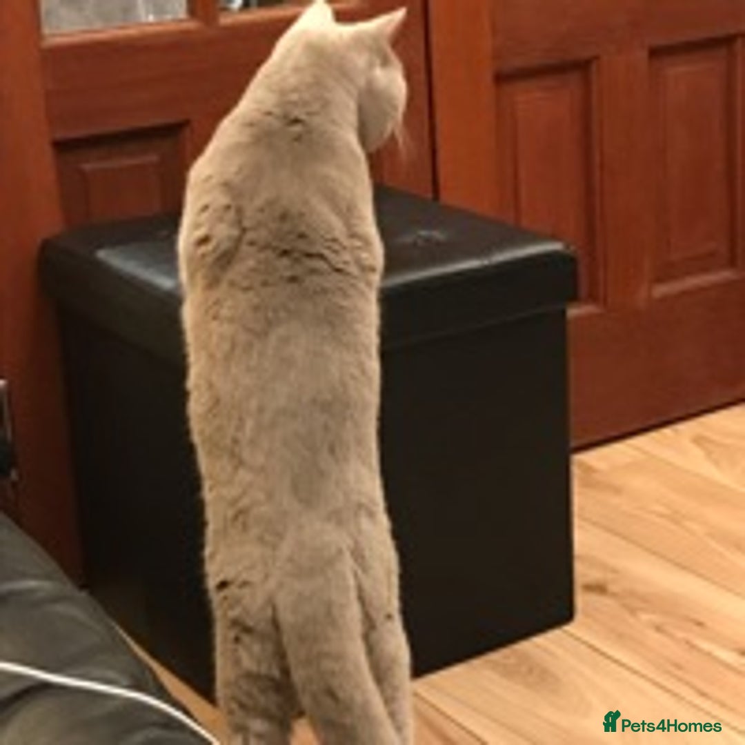 British Shorthair cats for stud: STUD ONLY in Huddersfield - Image 6