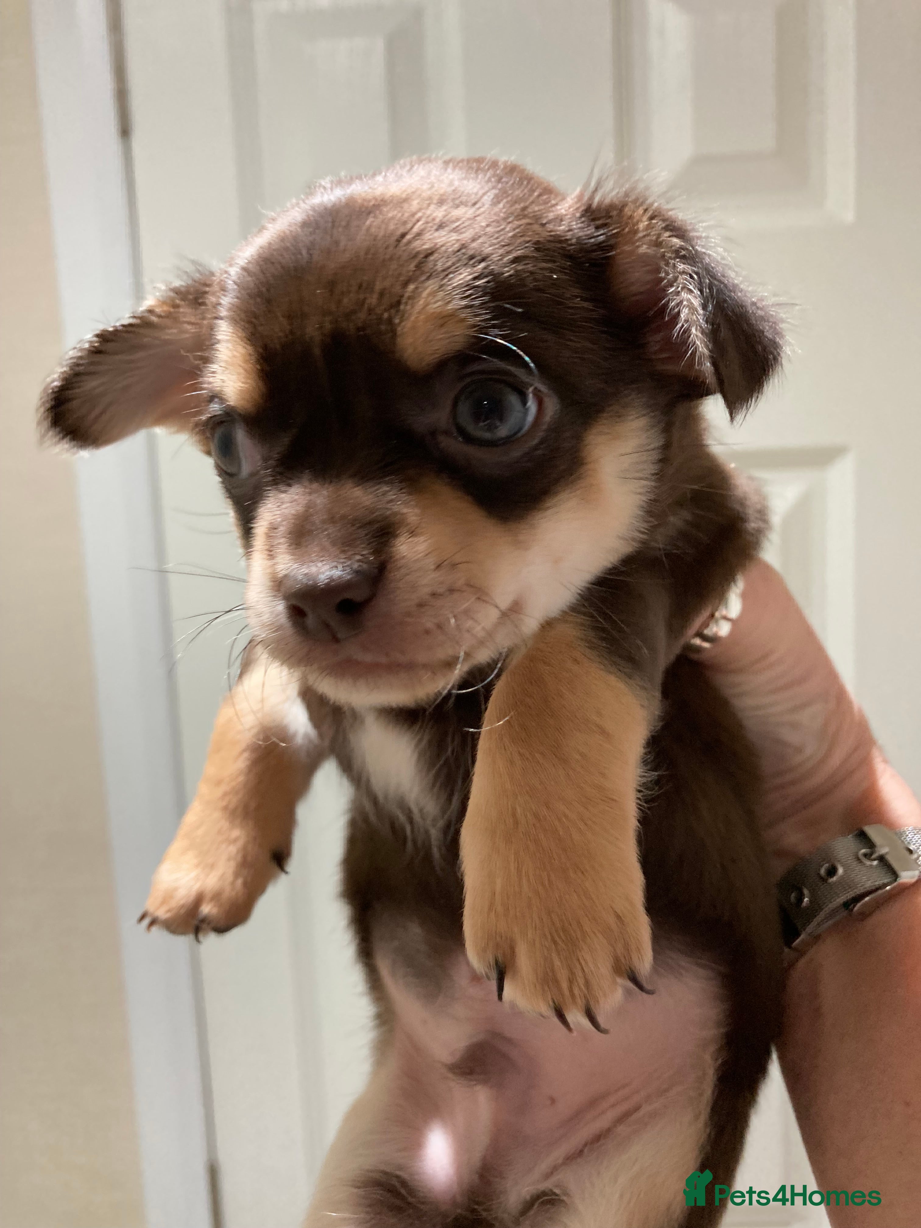 Chihuahua dogs  ** One chocolate Chihuahua boy to leave 27th Dec - Advert 5