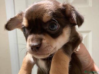Chihuahua dogs ** One chocolate Chihuahua pup to leave 27th Dec - Advert 3