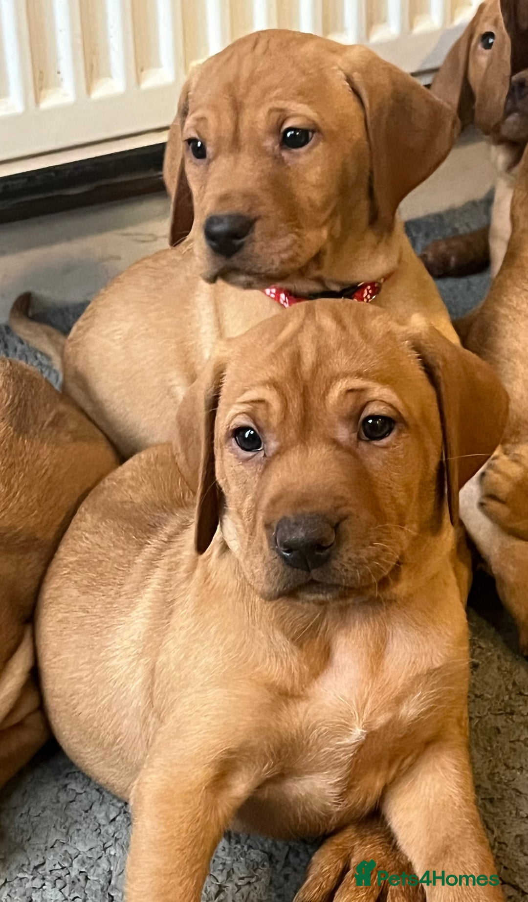 Mixed Breed dogs for sale: HUNGARIAN VIZSLA x FOX RED LABRADOR  - Advert 4