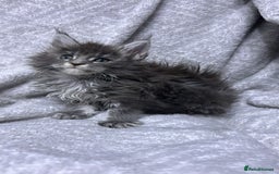 Maine Coon cats for sale: maine coon  - Advert 3
