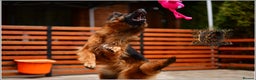 German Shepherd dogs for sale: ADULT LONGHAIRED GSD FEMALE  - Advert 4