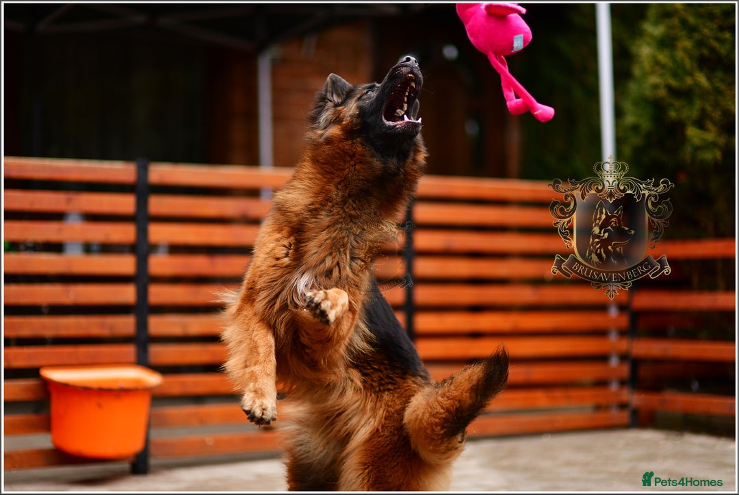 German Shepherd dogs for sale: ADULT LONGHAIRED GSD FEMALE  - Advert 4