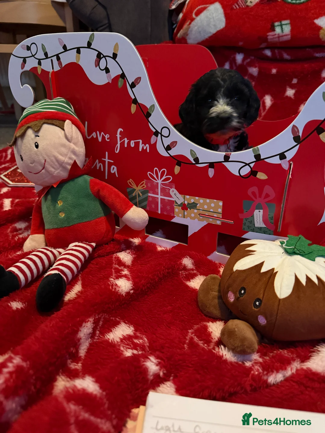 Cockapoo dogs for sale: Miniature f1 Cockapoos puppies - Advert 12