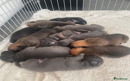 Cane Corso dogs for sale: Cane corsos puppies  - Advert 8