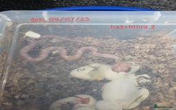 Corn Snake reptiles for sale: Beautiful corn snakes  - Image 9
