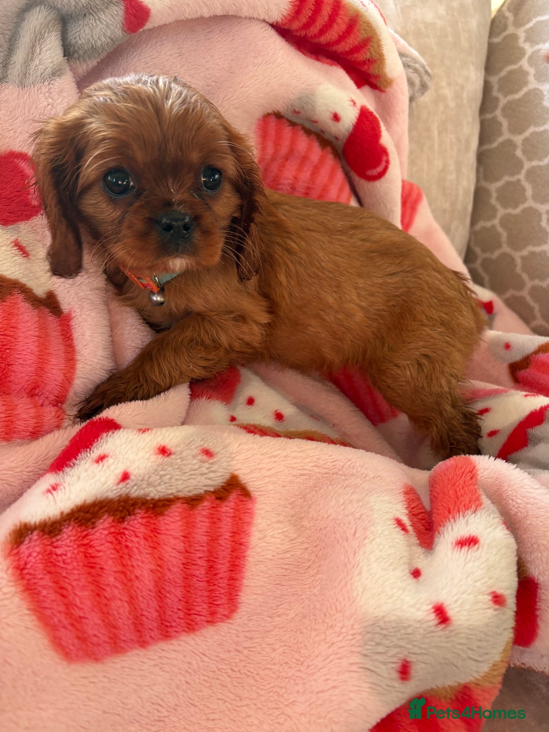 Cavalier King Charles Spaniel dogs for sale: Cavalier King Charles pups  - Advert 27