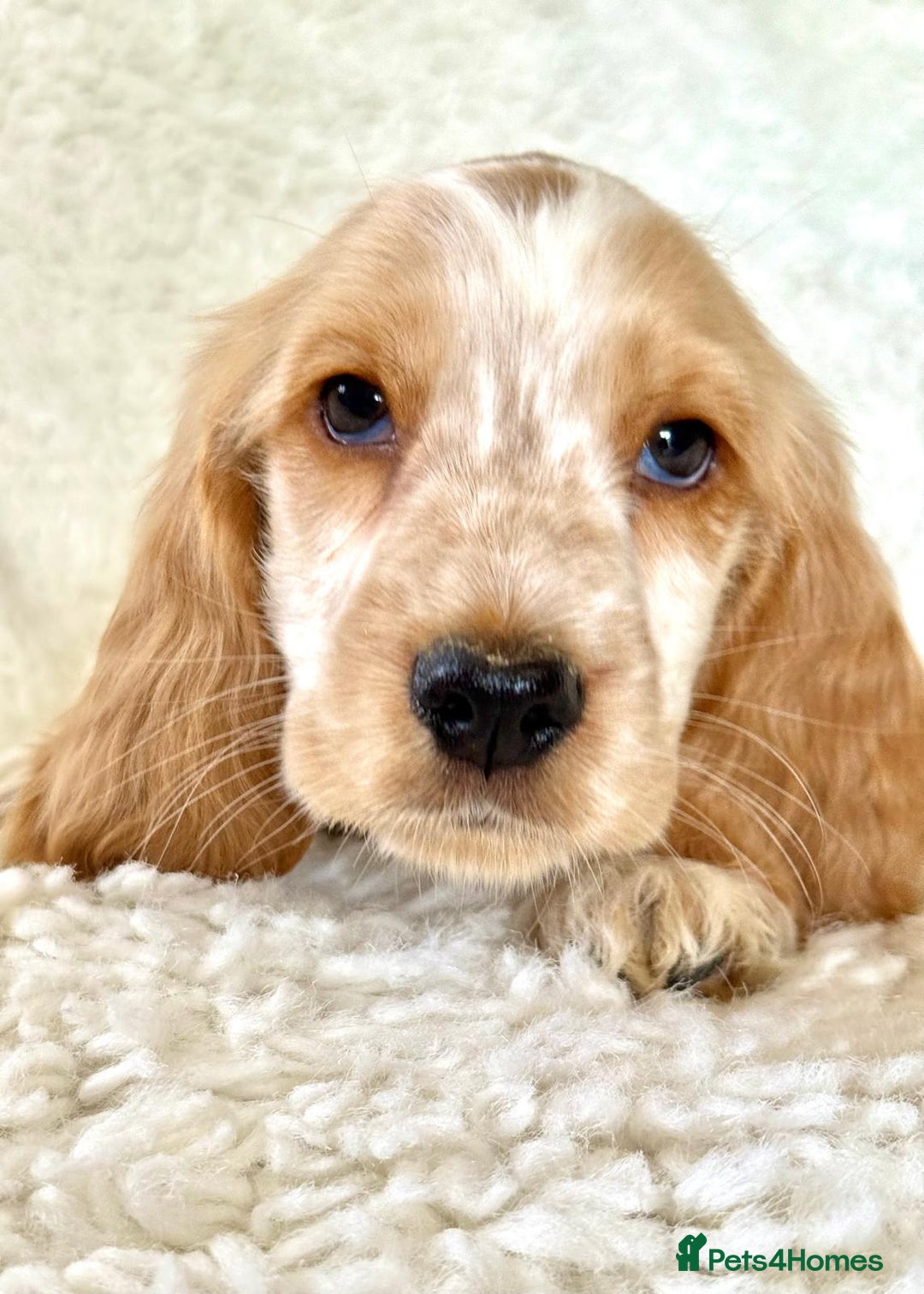 Cocker Spaniel dogs for sale: Golden Roan Full Health Tests Showline KC Reg Pups - Image 10