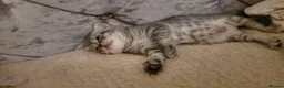 Scottish Fold cats for sale: Silver spotted Scottish fold/straight kittens  - Advert 14