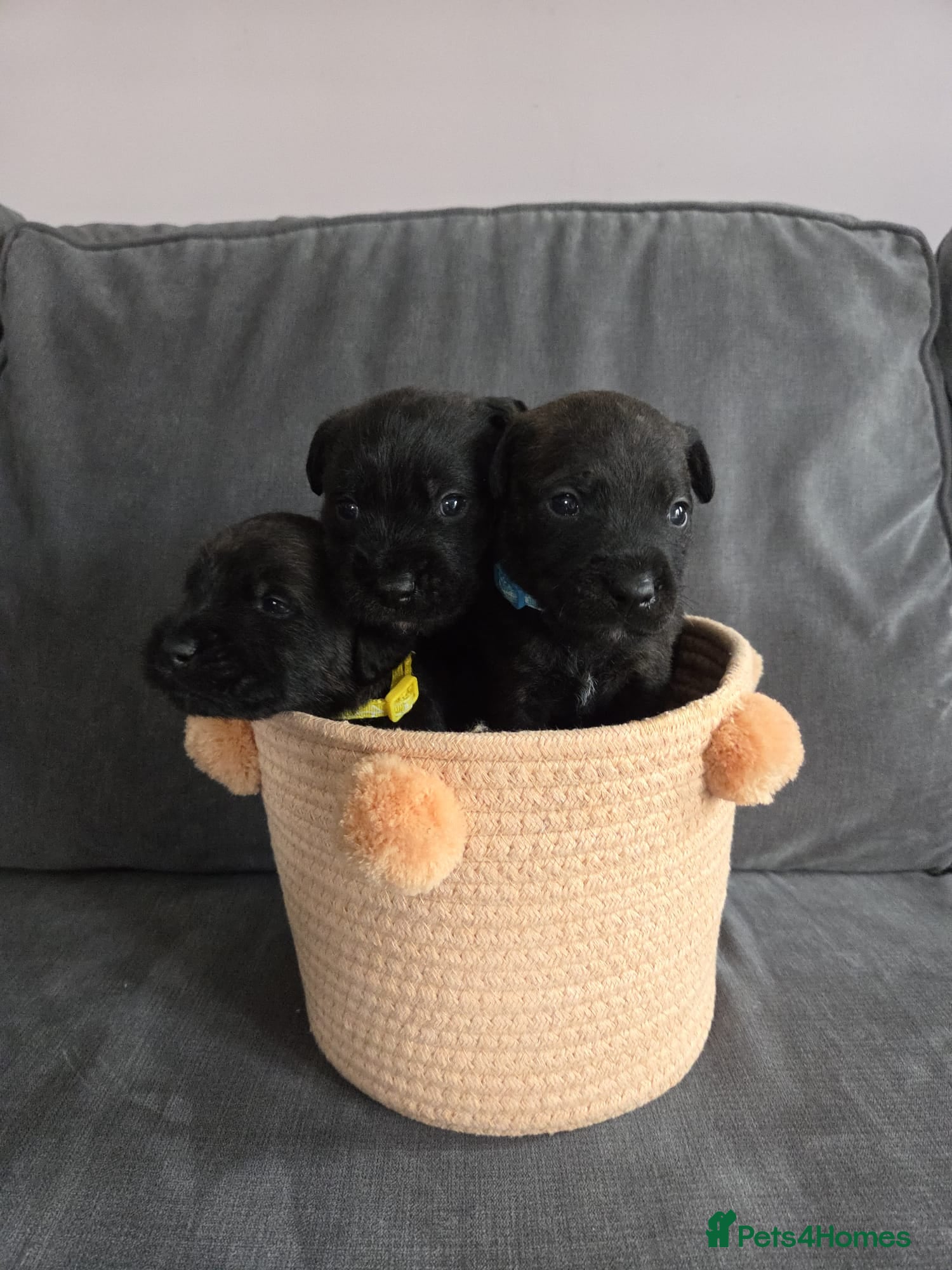 Mixed Breed dogs KC Blue staff X KC Irish terrier puppies  - Advert 2