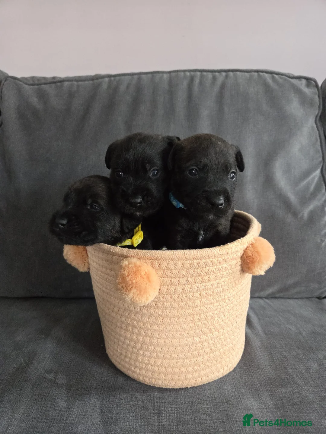 Mixed Breed dogs for sale: KC Blue staff X KC Irish terrier puppies  in Sunbury-on-Thames - Advert 9