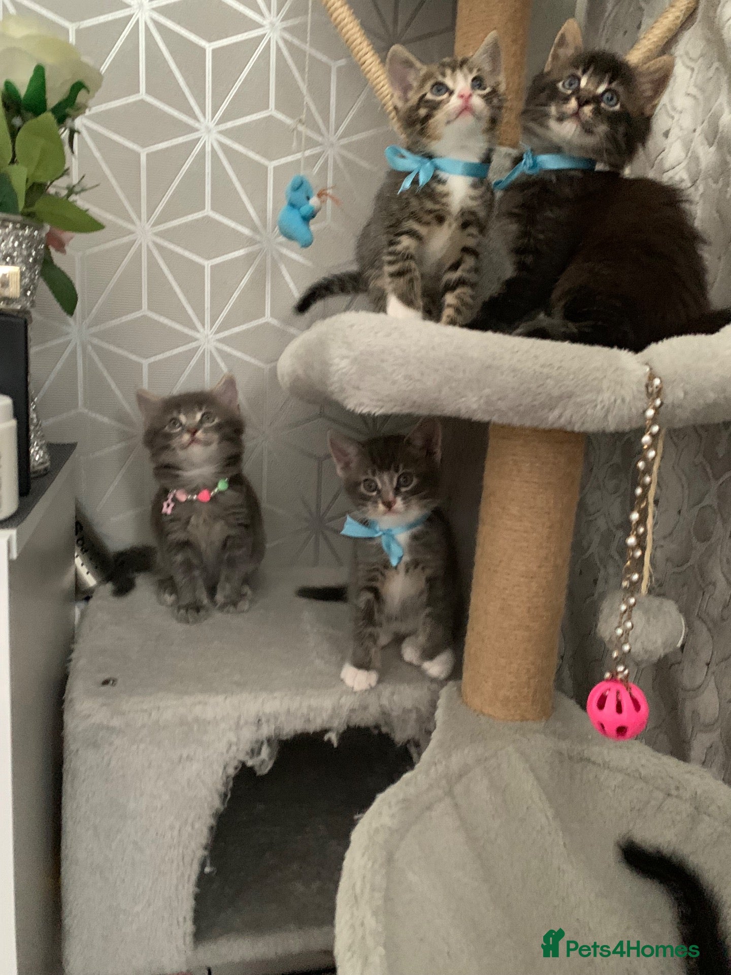 Mixed Breed cats Beautiful kittens looking for loving home - Advert 2
