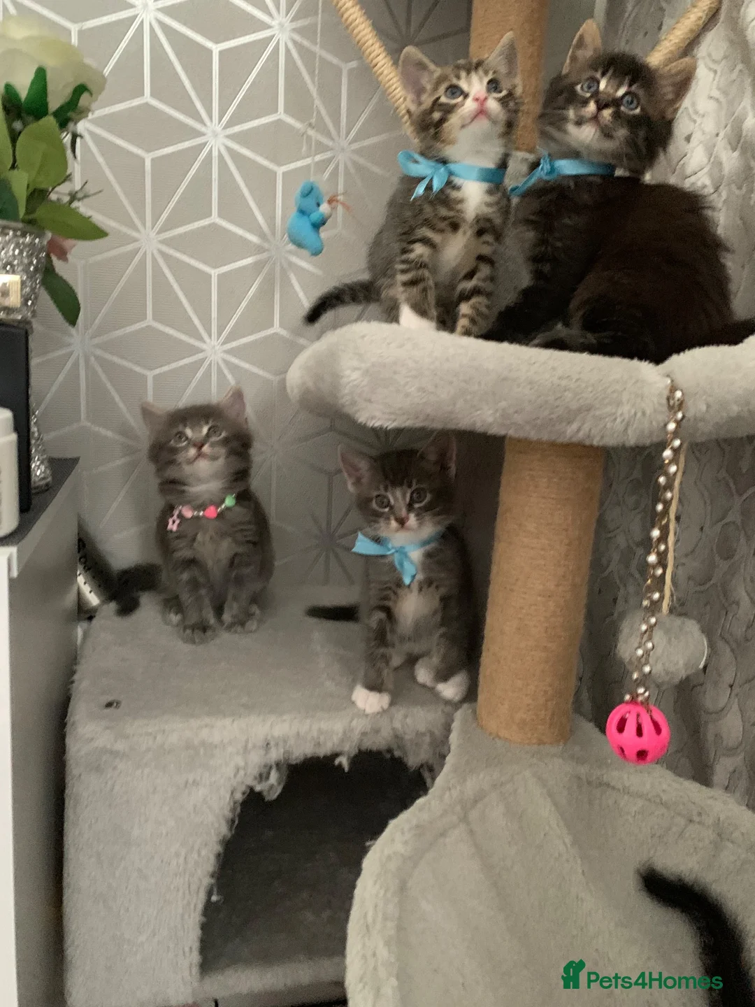 Mixed Breed cats for sale: Beautiful kittens looking for loving home in Enfield - Advert 2
