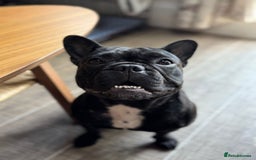 French Bulldog dogs for sale: Gorgeous little girl 17m - Image 3