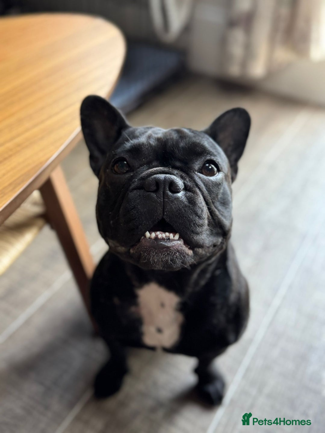 French Bulldog dogs for sale: Gorgeous little girl 17m - Image 3