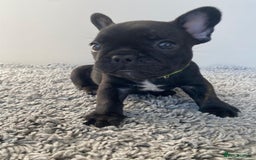 French Bulldog dogs for sale: Rare KC French bulldogs - champion lines  - Image 7