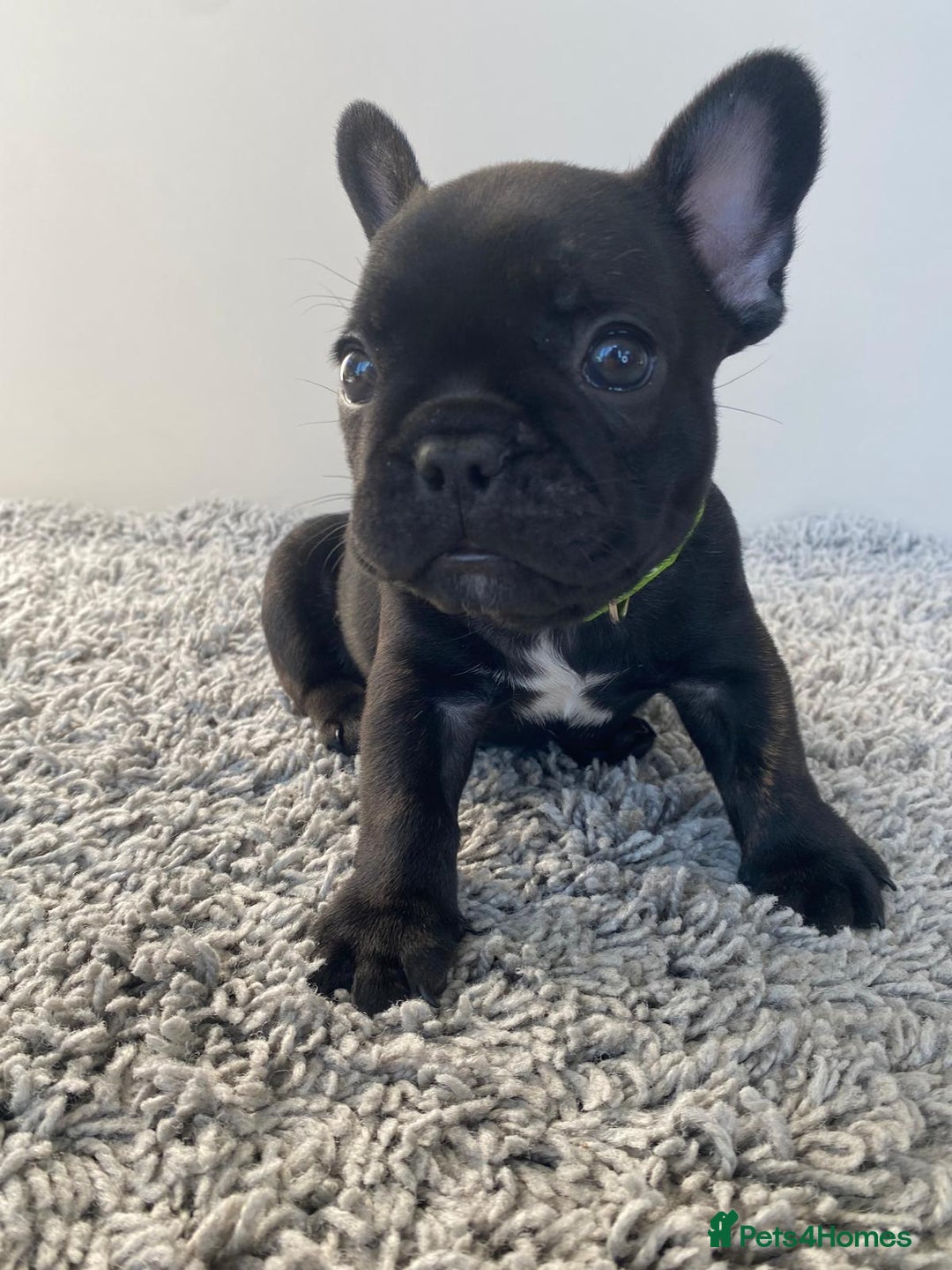 French Bulldog dogs for sale: Rare KC French bulldogs - champion lines  - Image 7