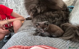 Mixed Breed cats for sale: Gorgeous fluffy chunky little babies  - Image 6