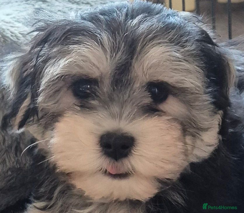 Maltese dogs 2 Maltese/Havanese Puppies left - Advert 1