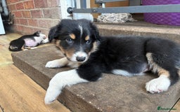 Border Collie dogs for sale: Border collie puppies ** Ready to Leave ** - Image 17
