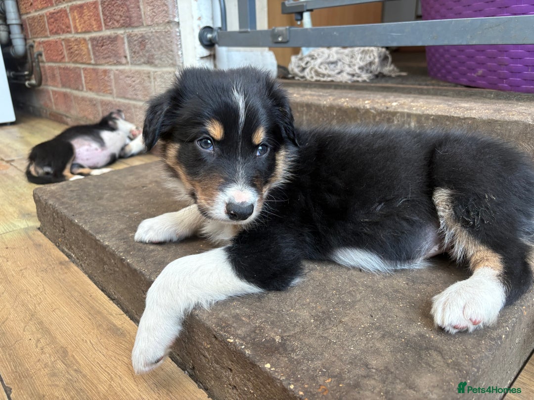 Border Collie dogs for sale: Border collie puppies ** Ready to Leave ** - Image 17