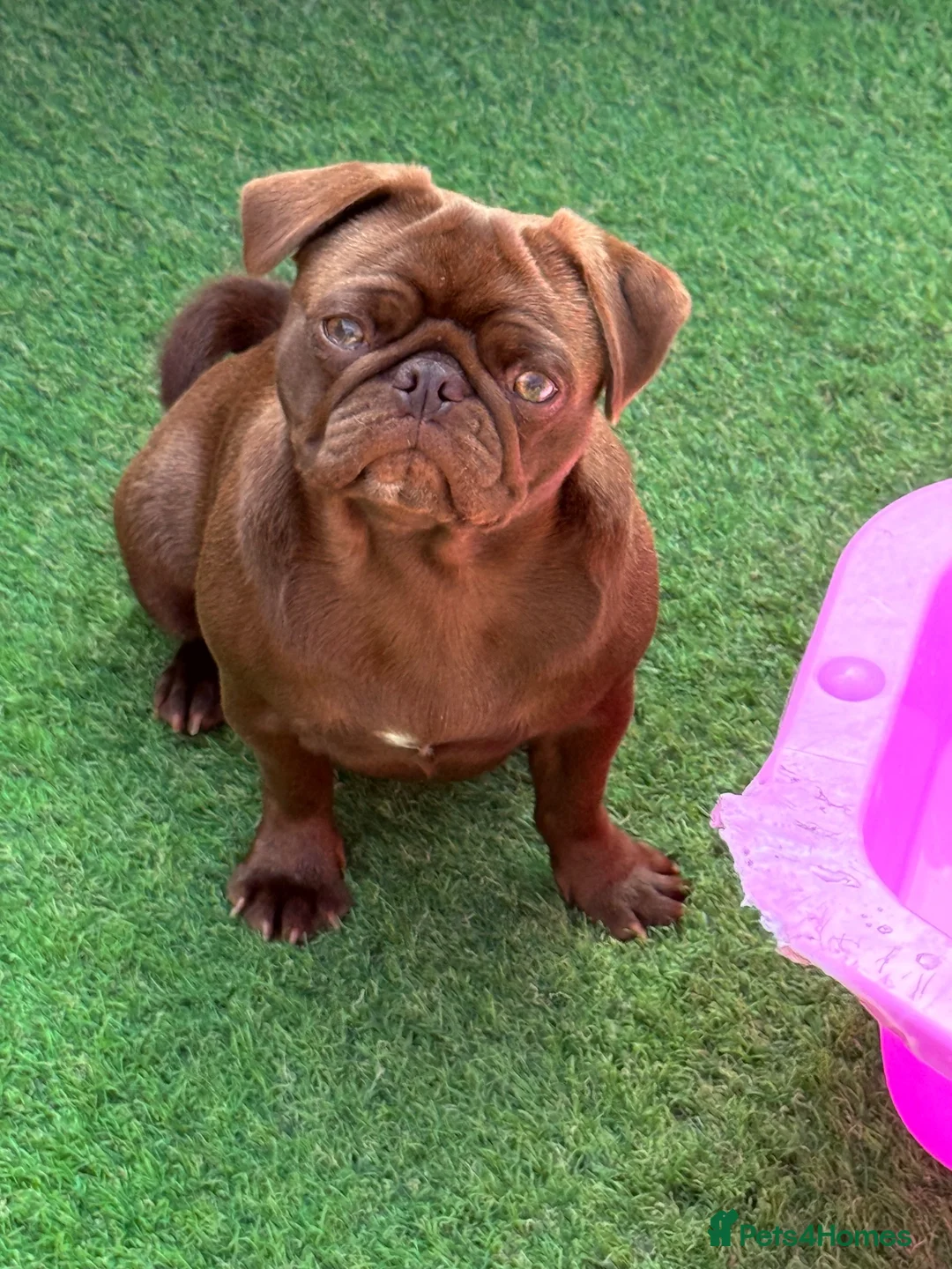 Pug dogs for sale: Solid chocolate pug female  - Advert 2