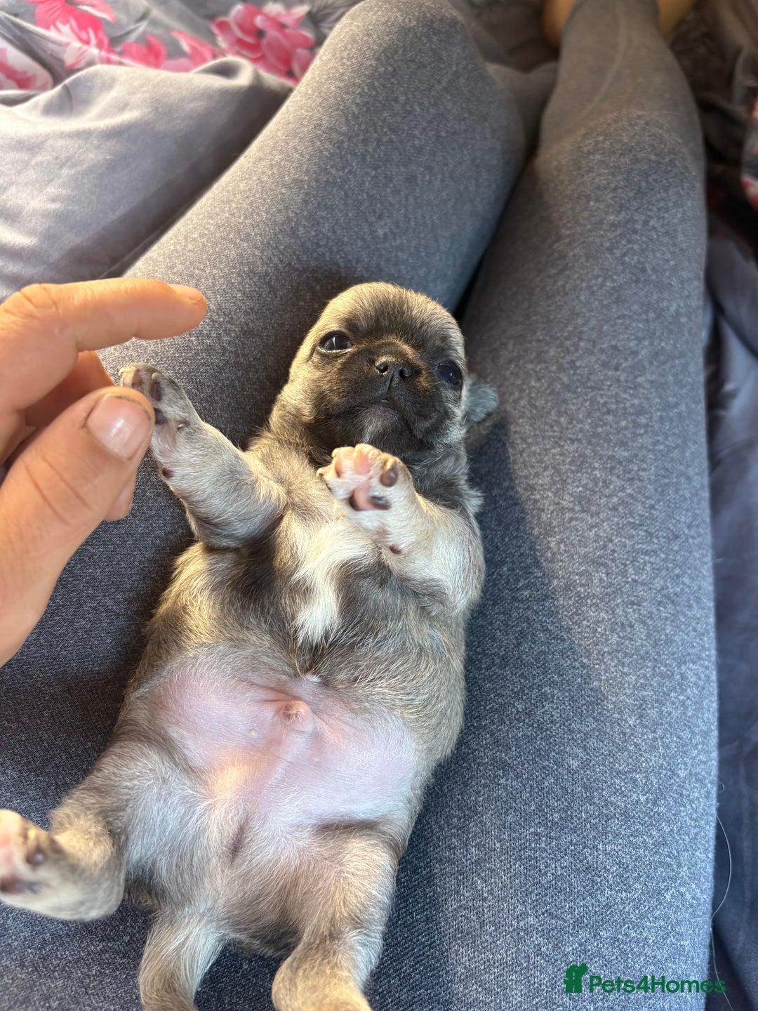 Chihuahua dogs for sale: Lovely blue fawn boy - Image 10