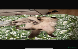 Ragdoll cats for sale: Female ragdoll ( possible expecting) - Image 4