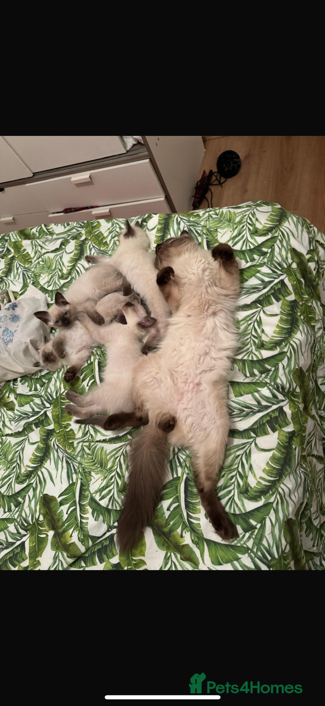 Ragdoll cats for sale: Female ragdoll ( possible expecting) - Image 4