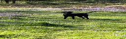Labrador Retriever dogs for sale: KC REG LABRADOR RETRIEVER PUPPIES  in Waterlooville - Advert 3