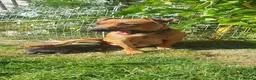 Mixed Breed dogs for sale: Patterdale Terrier x chihuahua puppies  - Advert 15