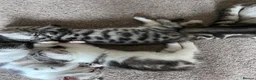 Bengal cats for sale: Half Bengal kittens  in Sowerby Bridge - Advert 25