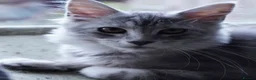 Maine Coon cats for sale: Beautiful Maine Coon Sisters Ready Now 🐾 - Advert 22