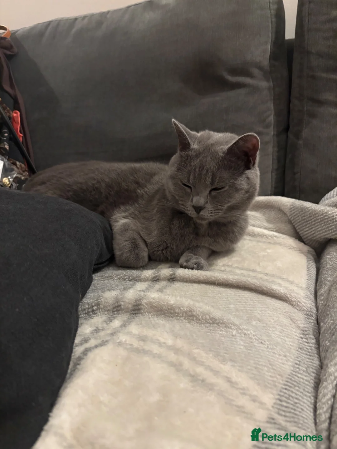 British Shorthair cats for sale: British Blue - looking for new home  - Advert 2