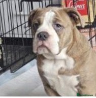Olde English Bulldogge dogs Olde English Bulldog  - Advert 7