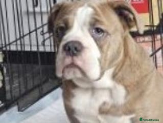 Olde English Bulldogge dogs Olde English Bulldog - Advert 8