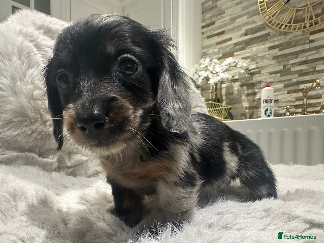 Miniature Dachshund dogs for sale: 🐾Mini long haired dachshunds🐾 - Advert 8