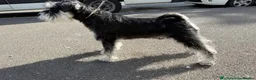 Miniature Schnauzer dogs for sale: SALT and PEPPER MINIATURE SCHNAUZER  - Advert 7