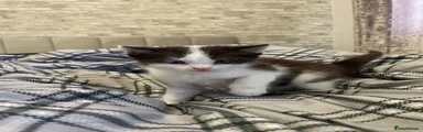 Mixed Breed Kitten 1