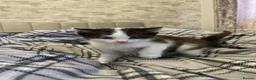 Mixed Breed cats for sale: 3 kittens looking for there forever home…………………….. - Advert 4