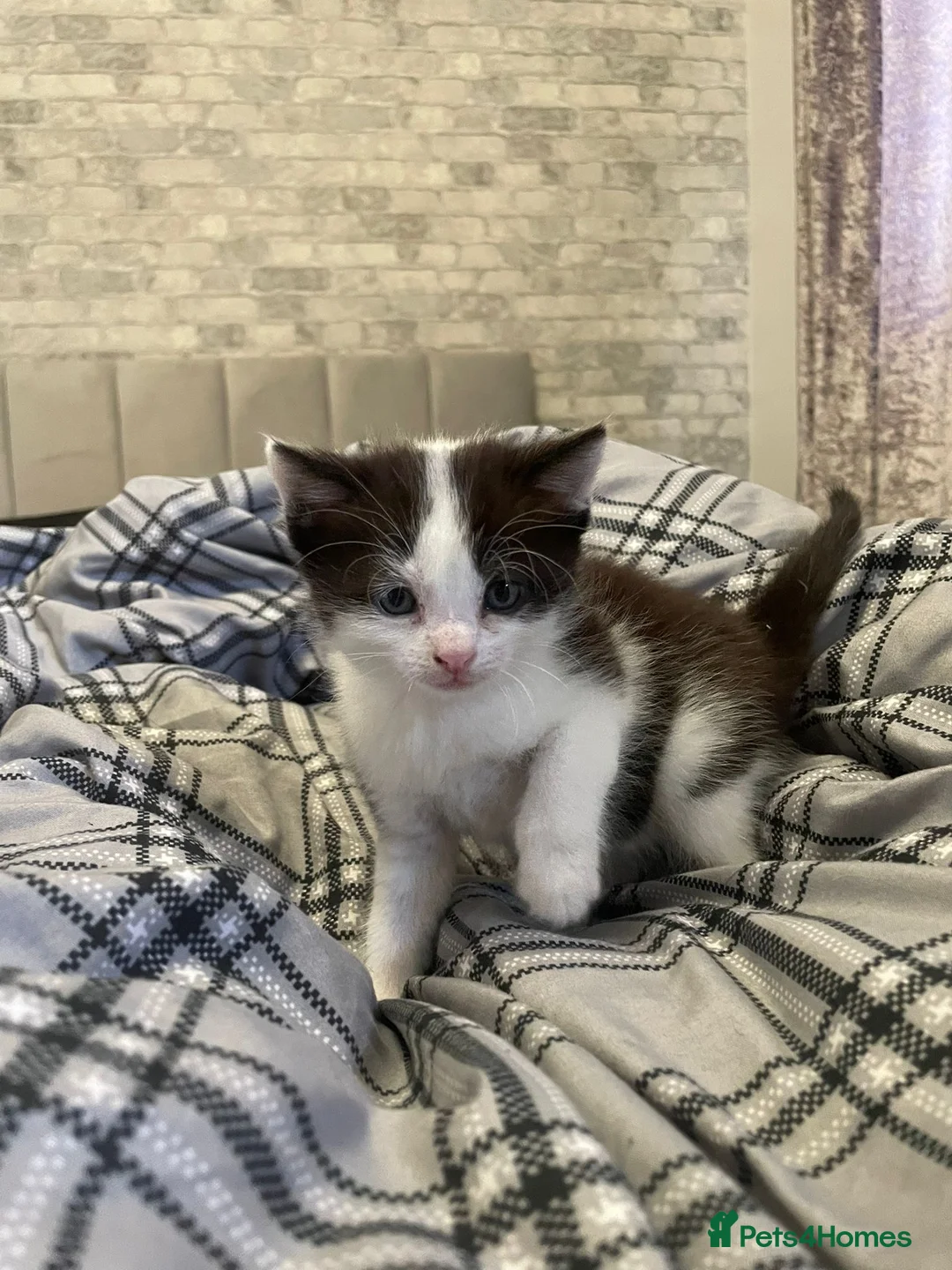 Mixed Breed cats for sale: 3 kittens looking for there forever home…………………….. - Advert 4