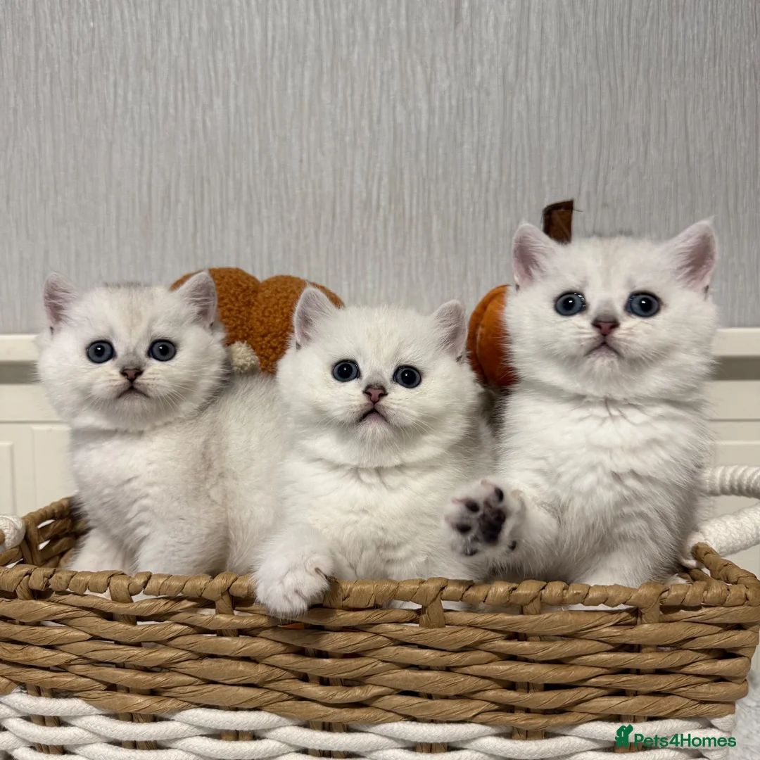 British Shorthair cats for sale: Exceptional Pedigree Silver British shorthairs 🩶 - Advert 2